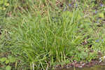 European woodland sedge